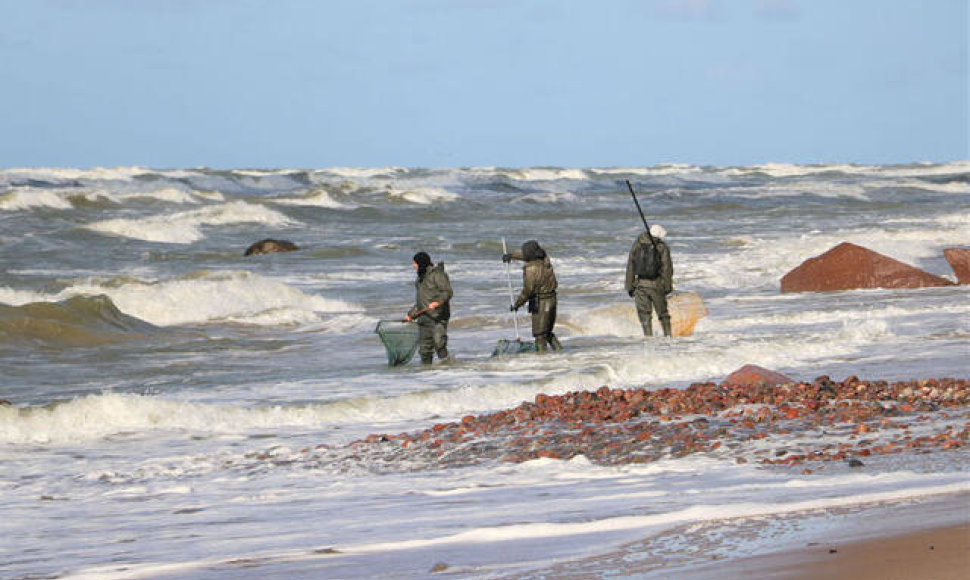 Šį rudenį gintaro žvejai kaip niekad gausiai plūsta į pajūrį, nes sugaunami ir 250 g sveriantys grynuoliai