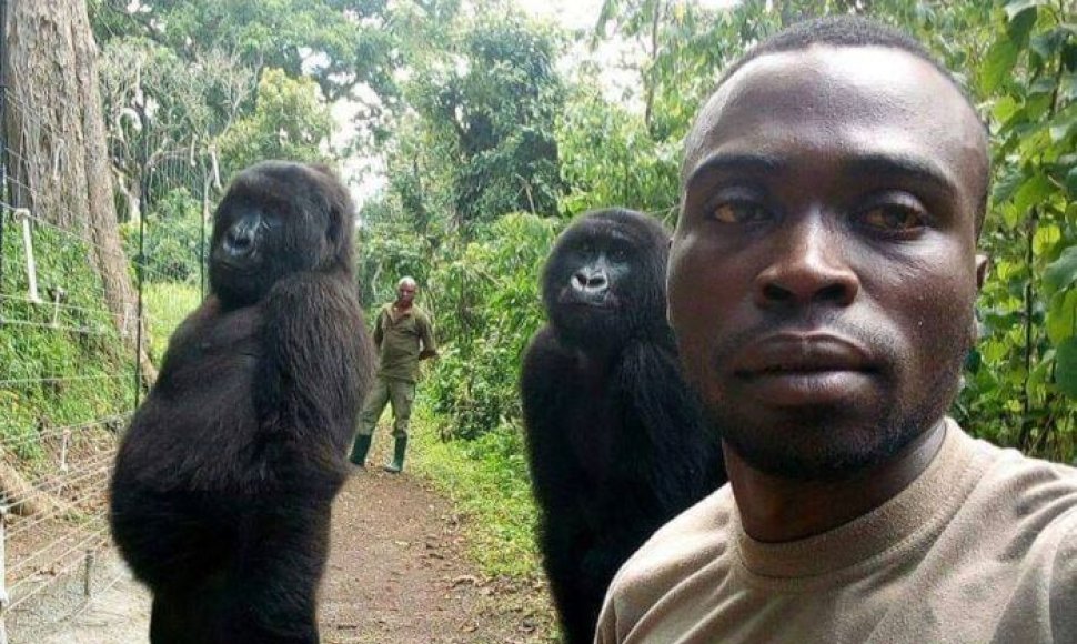 Dvi gorilos pozuoja su savo gelbėtojais
