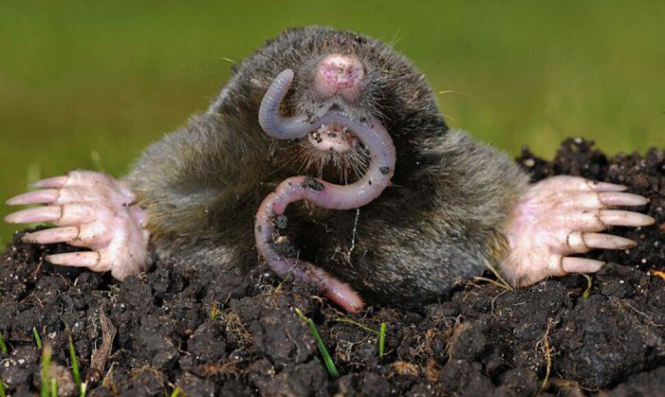 Kurmis