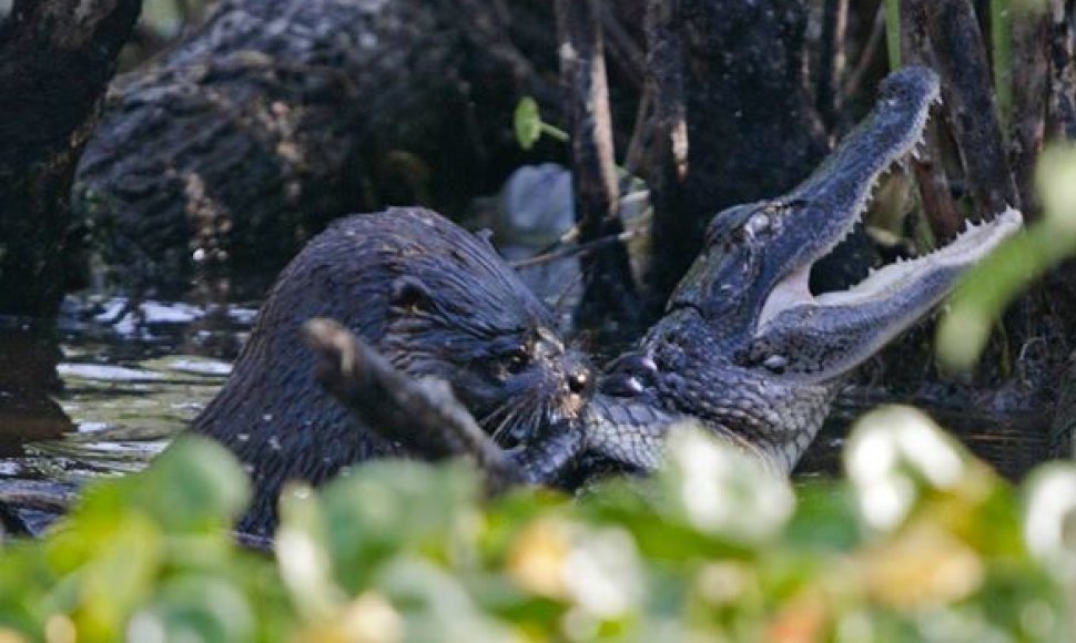 Ūdros kova su aligatoriumis