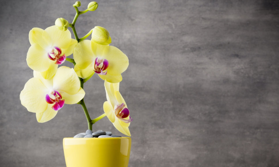 Geltona orchidėja