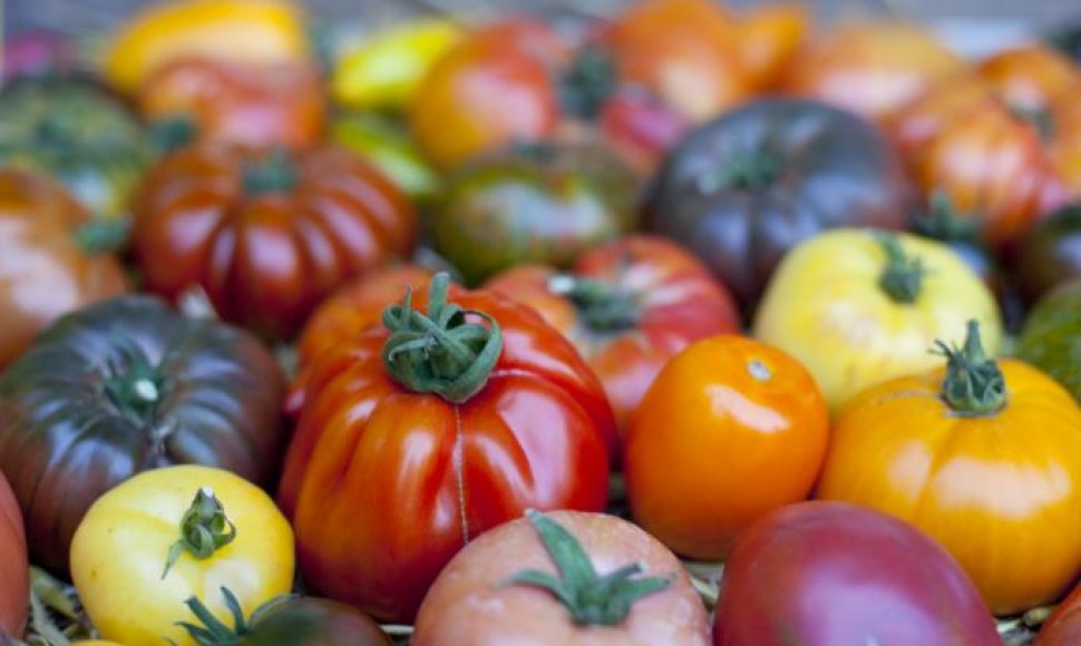Įvairiaspalviai pomidorai