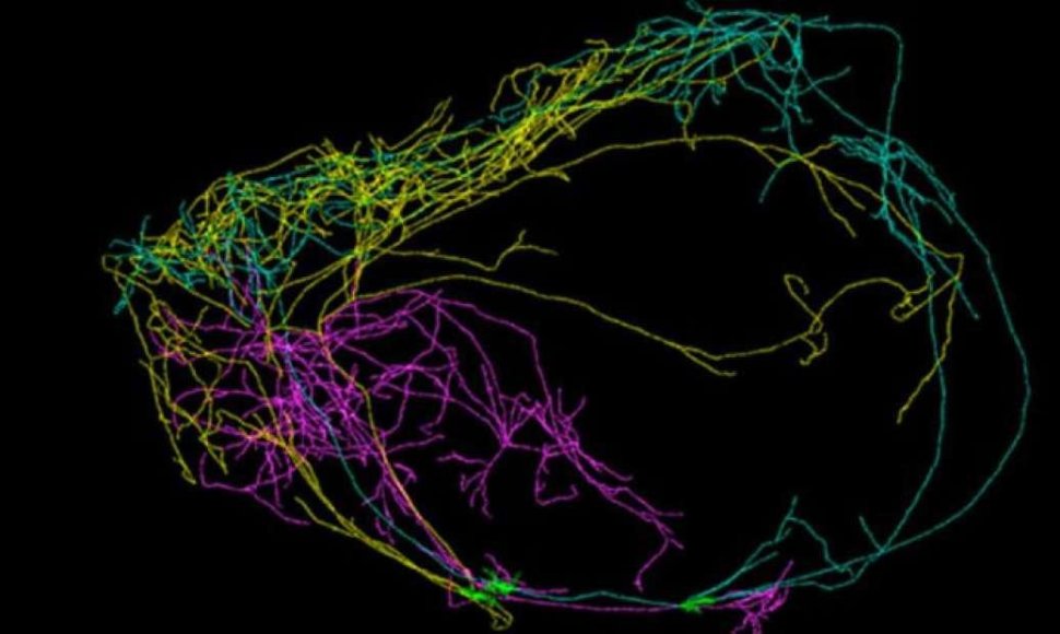 Gigantiškas neuronas pelės smegenyse