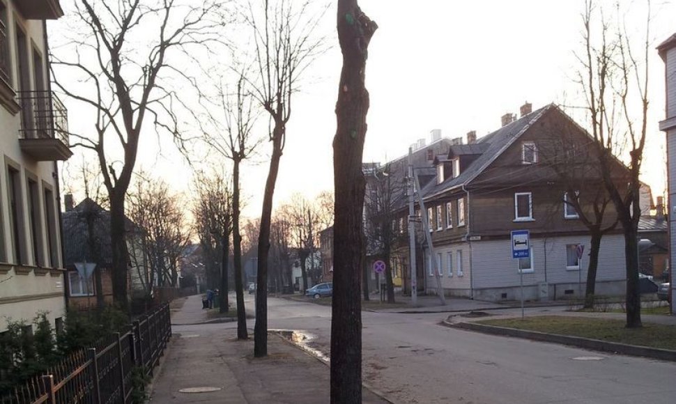 Nugenėti medžiai A.Mackevičiaus gatvėje, skaitytojo Gedimino nuotr.