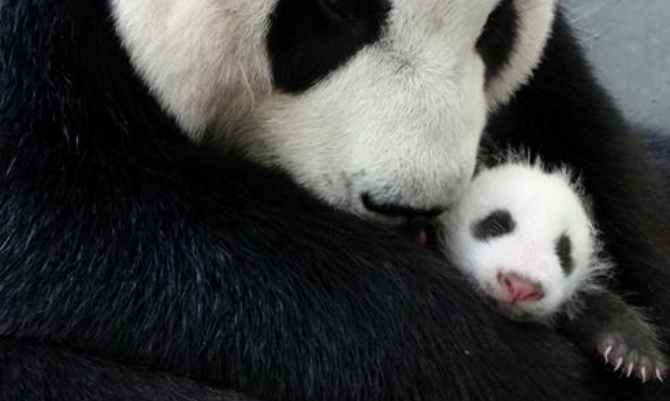 Taivane atvesta didžiosios pandos jauniklė praleido pirmąją naktį su savo rūpestinga motina.