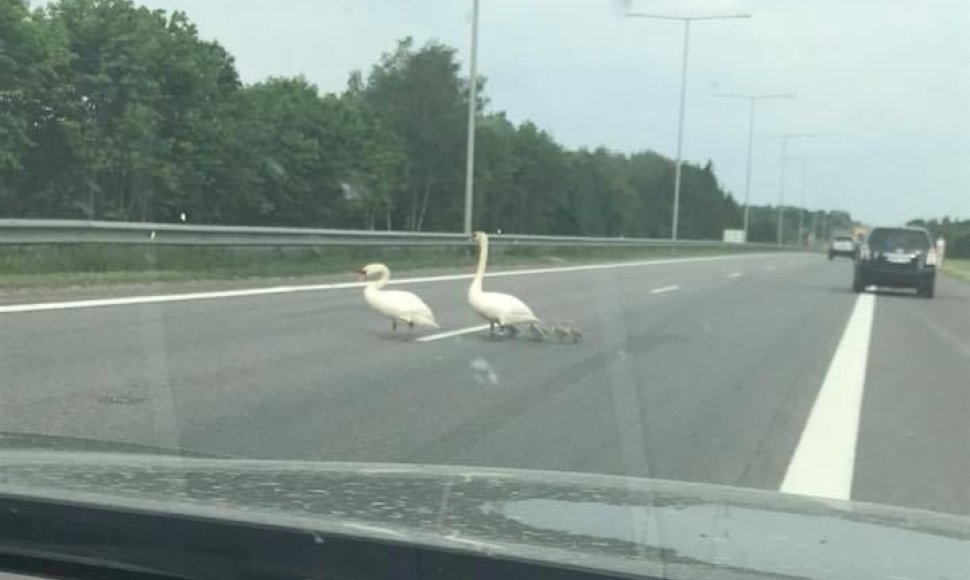 Greitkelyje spūstis kėlusi gulbių šeimynėlė