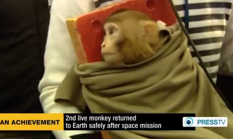 Beždžionė, kurią Iranas iškėlė į kosmosą