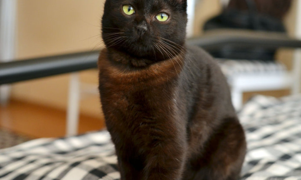 Juoda, jauna katytė smaragdinėmis akimis, ieško namų!
