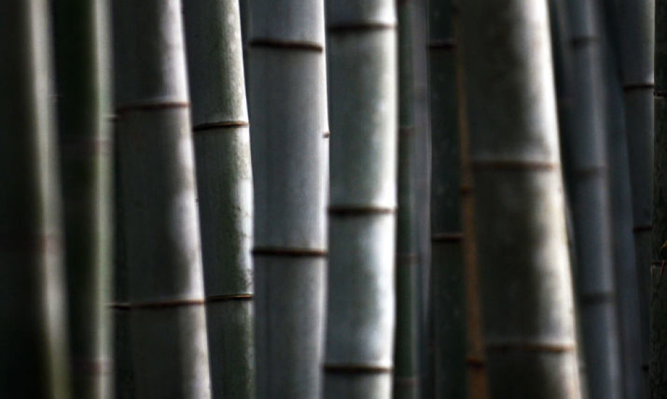 Sagano bambukų miškas Japonijoje