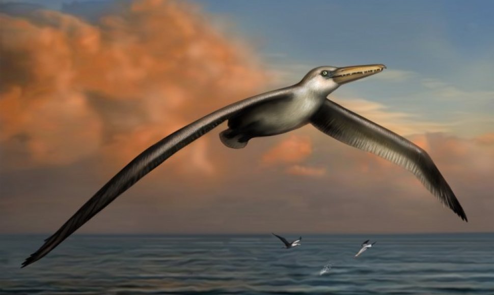Taip galėjo atrodyti didžiausias planetos paukštis Pelagornis-sandersi