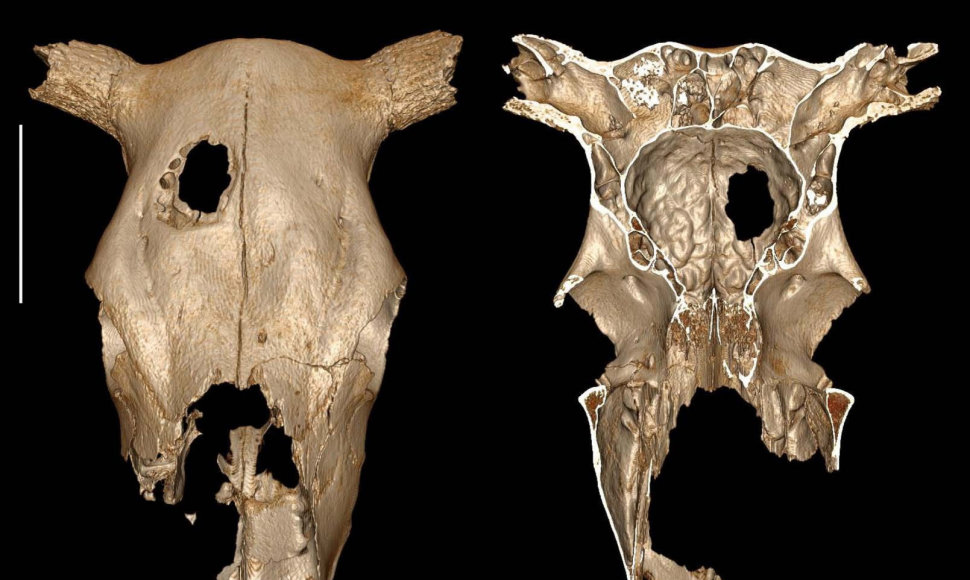 Akmens amžiaus karvės kaukolėje rastą skylę greičiausiai prieš 5 tūkst. metų padarė žmogus.