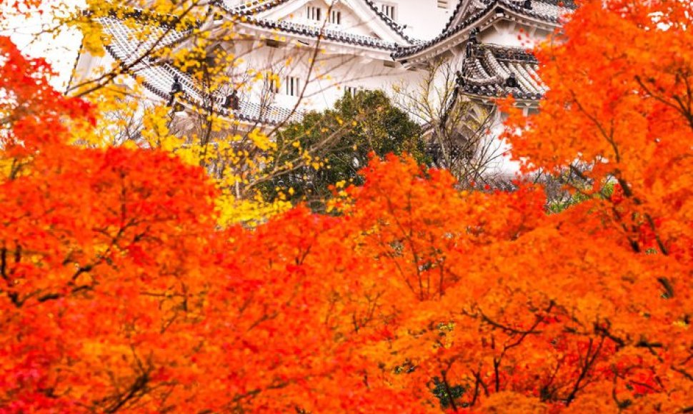 Himeji pilis rudenį