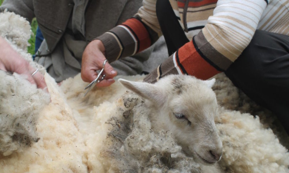 Pakruojo dvare galima išvysti, kaip kerpamos avys