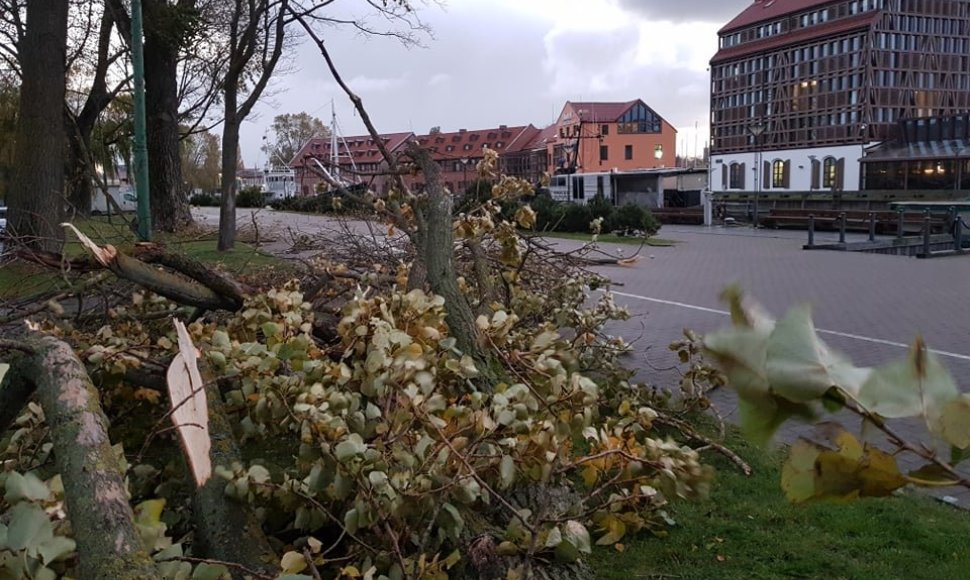 Stiprus vėjas Klaipėdoje laužė medžius.