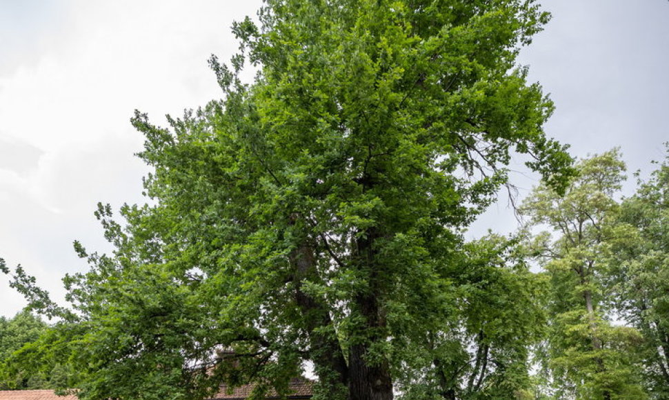 Sostinės savivaldybė patvirtino brandžių medžių tvarkymo rekomendacijas