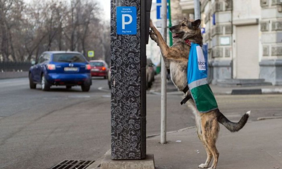 Automobilių parkavimą kontroliuoja ir šunys
