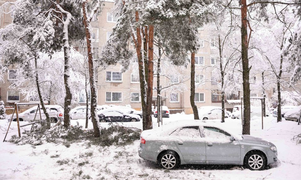 Gausus sniegas laužo medžių šakas