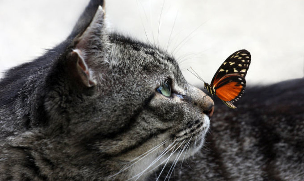 Katė su drugeliu