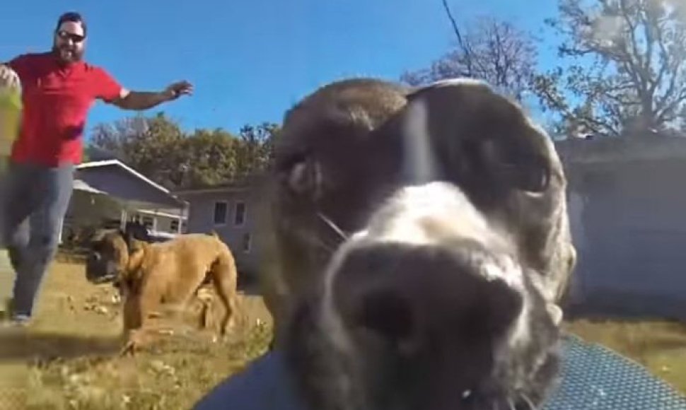 „Go Pro“ kamerą nugvelbęs šuo nufilmavo savo paties gaudynes
