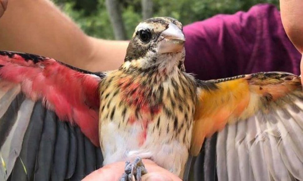 Pensilvanijos miškuose aptiko itin retą paukštį