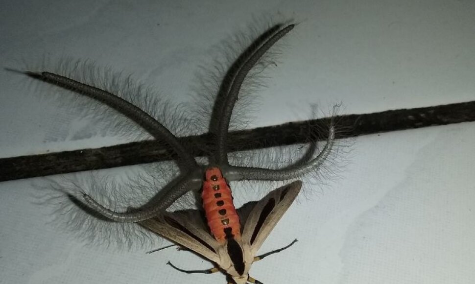Drugys Creatonotos Gangis