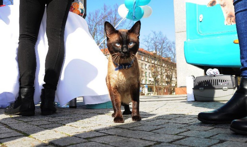 Mobilios kačių klinikos atidarymo akimirkos Klaipėdoje.