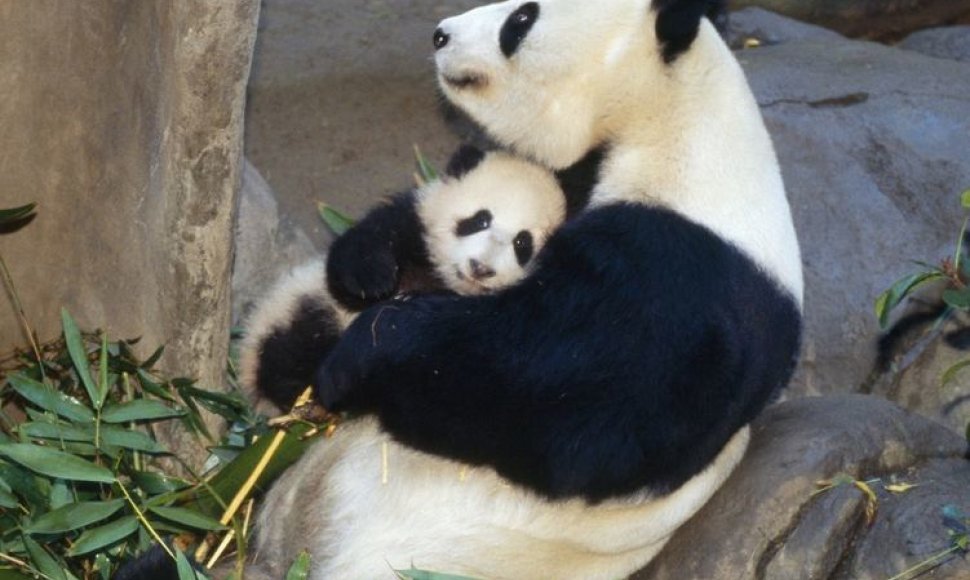 Panda su jaunikliu