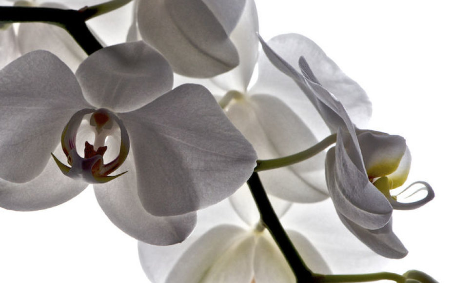 Orchidėja skatina kūrybiškumą ir rūpinasi mūsų grožiu