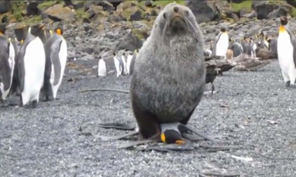 Užfiksuota, kaip ruonis prievartauja pingviną