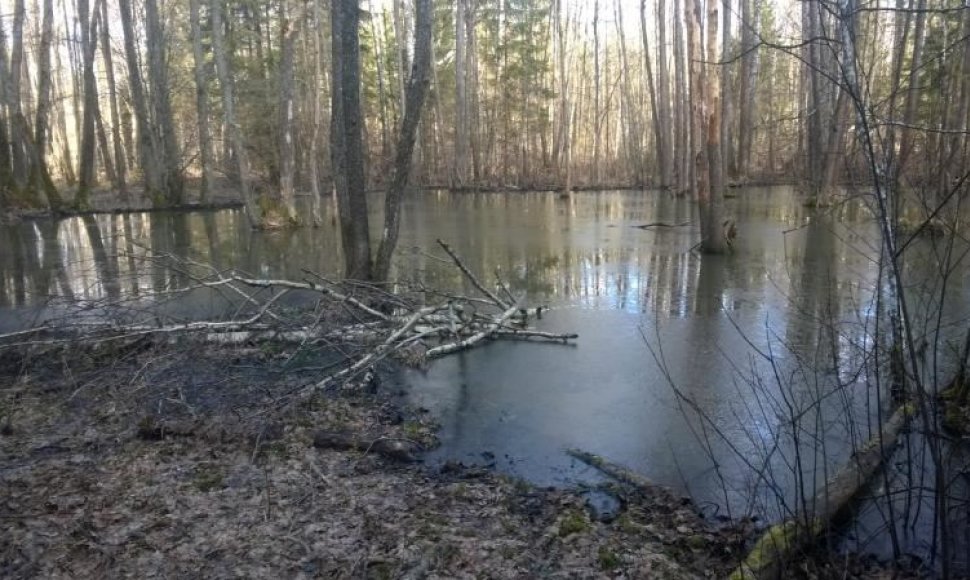 Per avariją kiaulių fermoje srutos užliejo aplinką