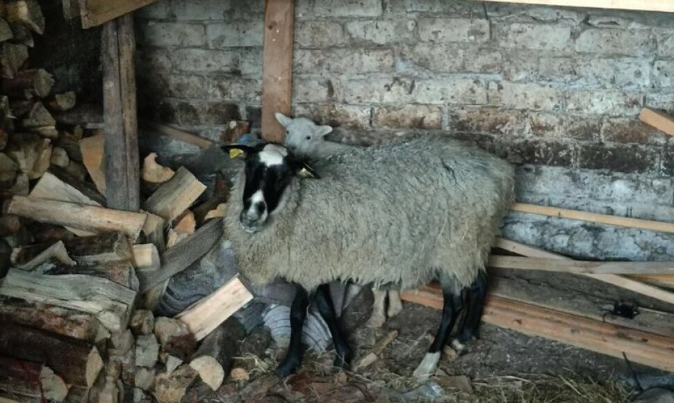 Dzūkijoje išgelbėta nuo vilko pabėgusi avis su dviem ėriukais