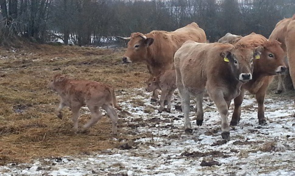 Ilzenbergo ūkis didžiuojasi didėjančia aubrakų banda