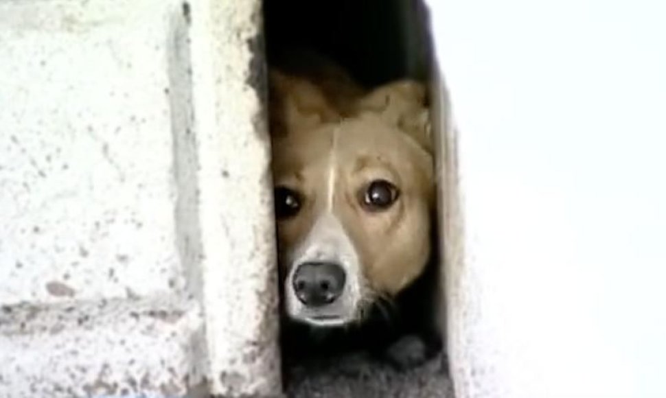 Tarp dviejų pastatų įkalintas šuo