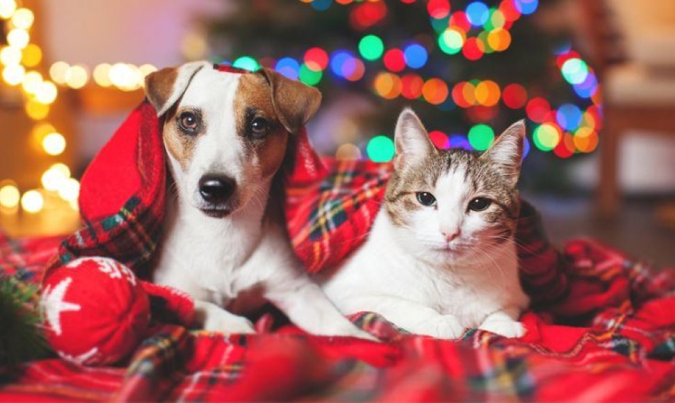 Šuo ir katė laukia Kalėdų