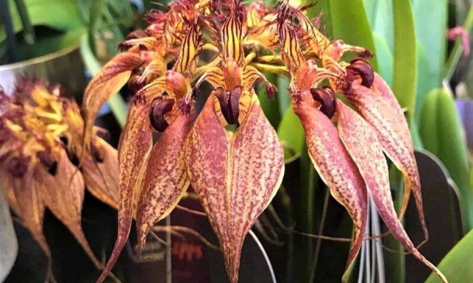 Bulbophyllum rothschildianum – tik pažvelkite, kokia žiedų forma, spalva ir raštai!