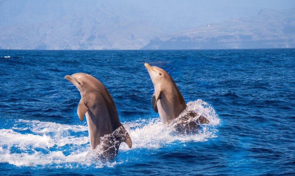 Delfinai
