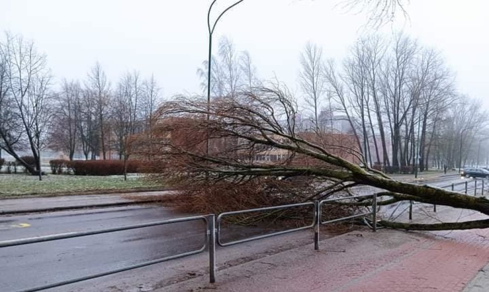 Klaipėdoje ant automobilių, gatvių virto medžiai.