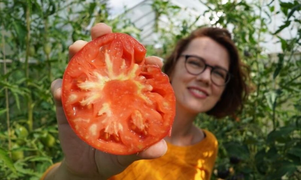 Lina Liubertaitė pasakoja, kaip genėti pomidorus