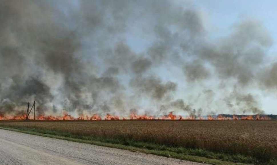 Nuimant derlių Pakruojo rajone kilo gaisras