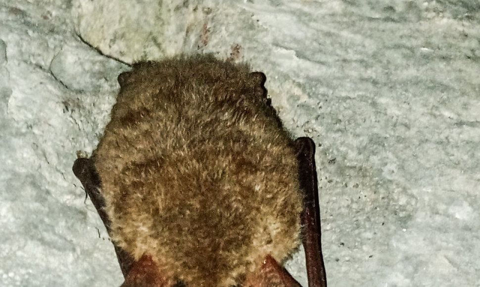 „Memel Nord“ tvirtovėje, Giruliuose, užfiksuotas šikšnosparnis