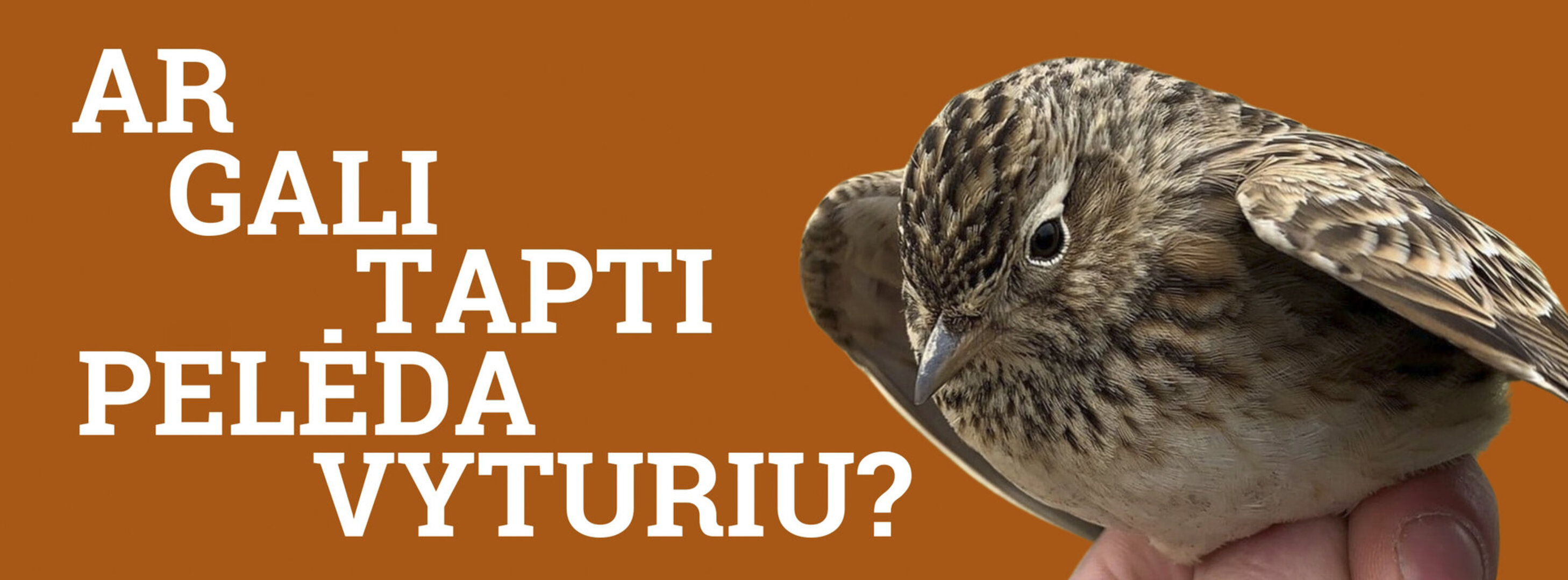 Ar gali pelėda tapti vyturiu?