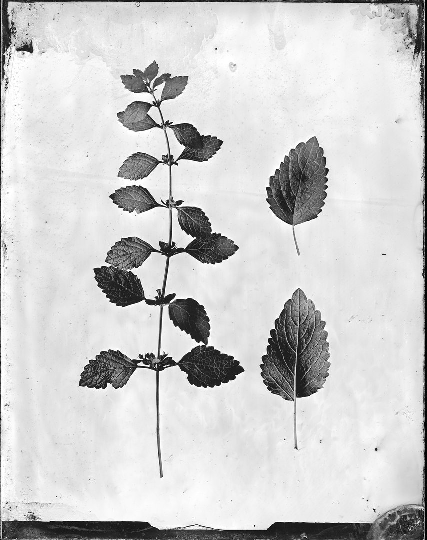 Melissa officinalis (melisa)