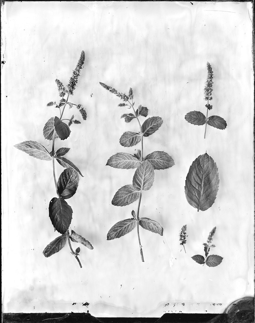 Mentha spp (mėta)