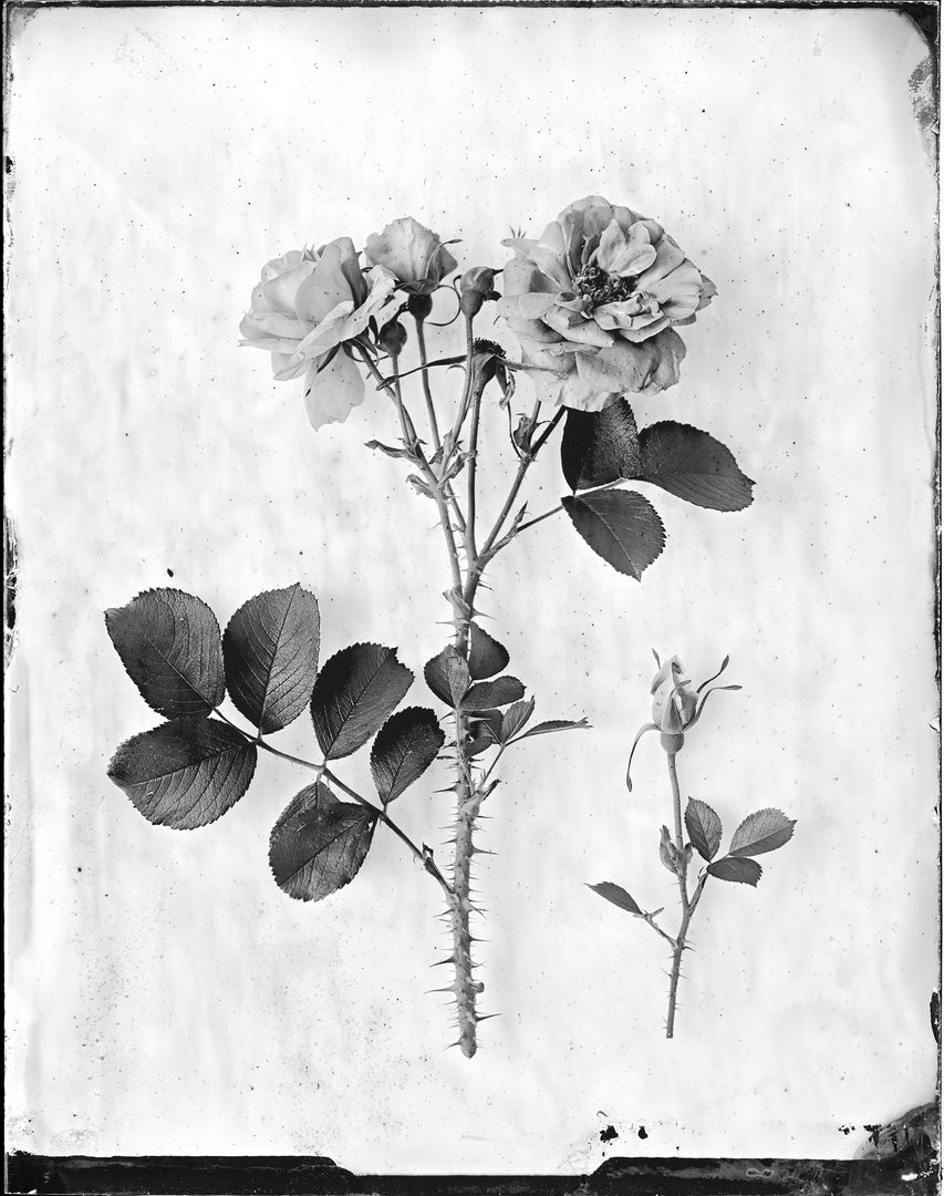 Rosa 'Wild Edric' (rožė 'Wild Edric')