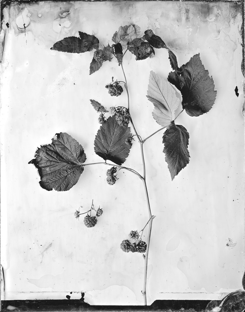 Rubus idaeus (avietė)