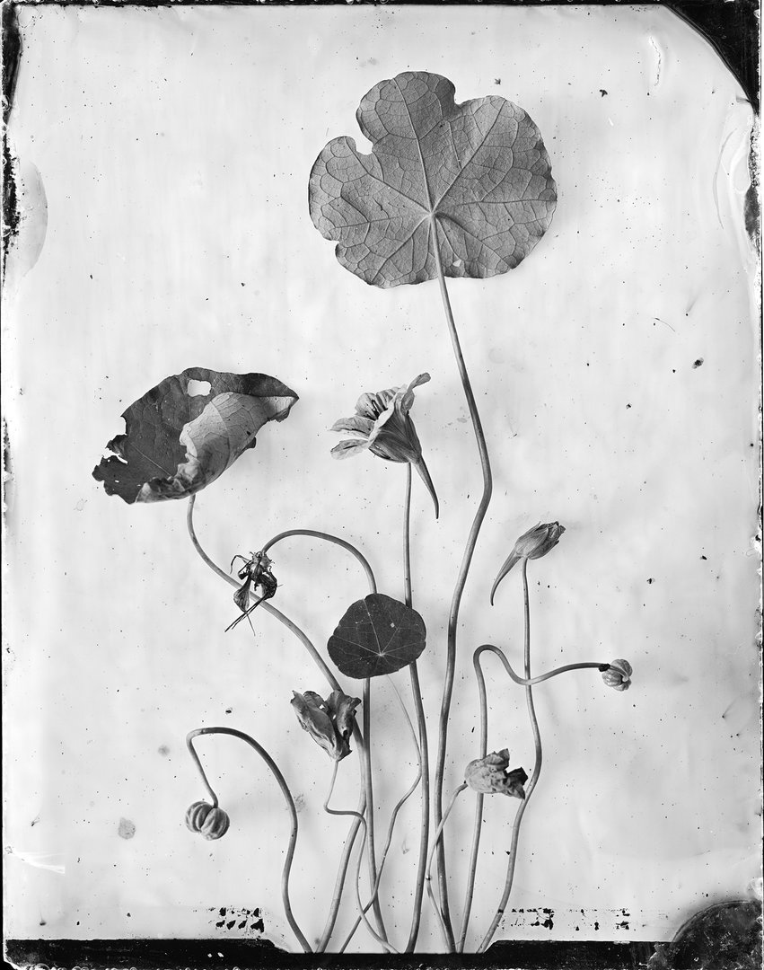 Tropaeolum majus (didžioji nasturta)
