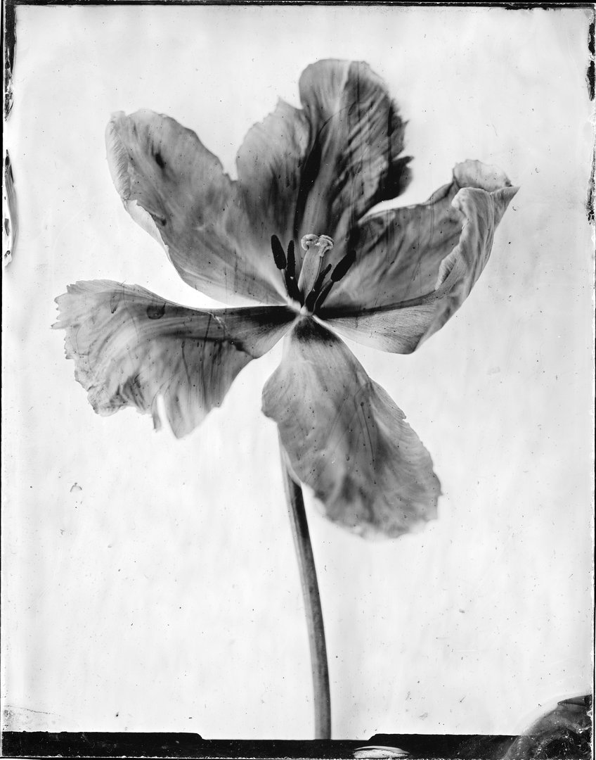 Tulipa 'Libretto Parrot' (tulpė 'Libretto Parrot')