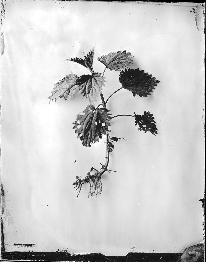 Urtica dioica (dilgėlė)