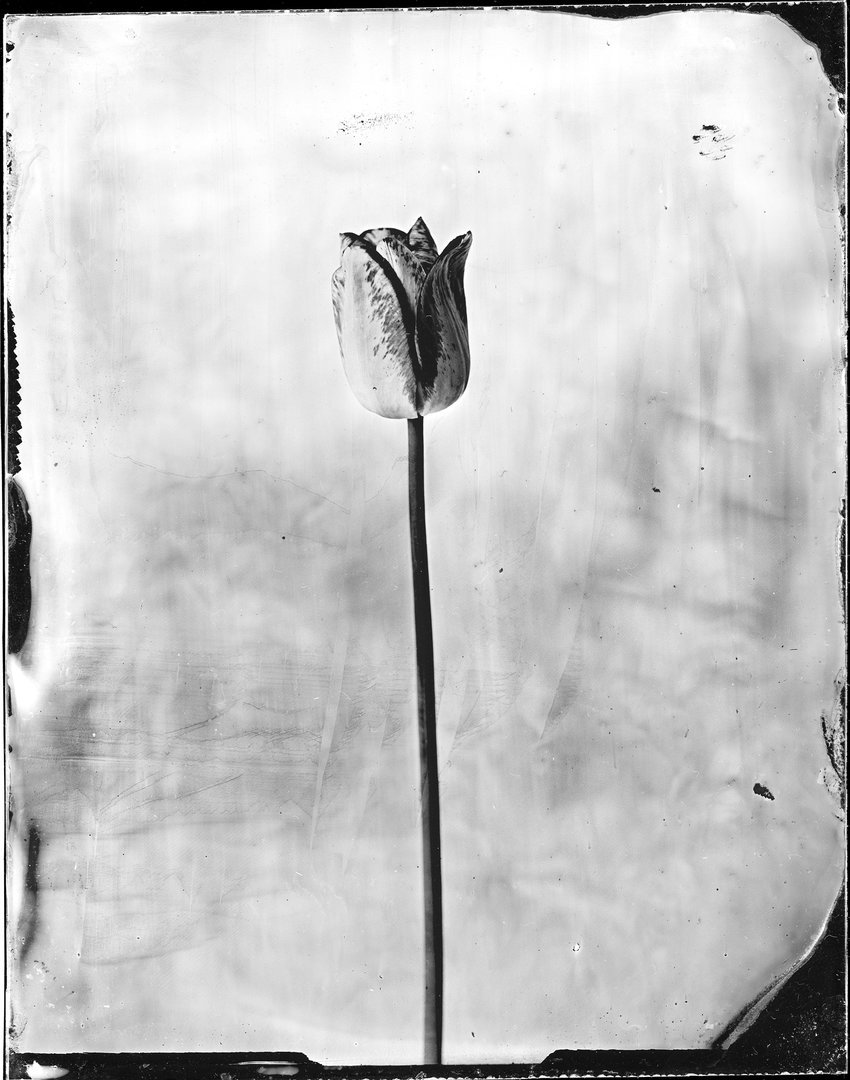 Tulipa 'Hotpants' (tulpė 'Hotpants')00
