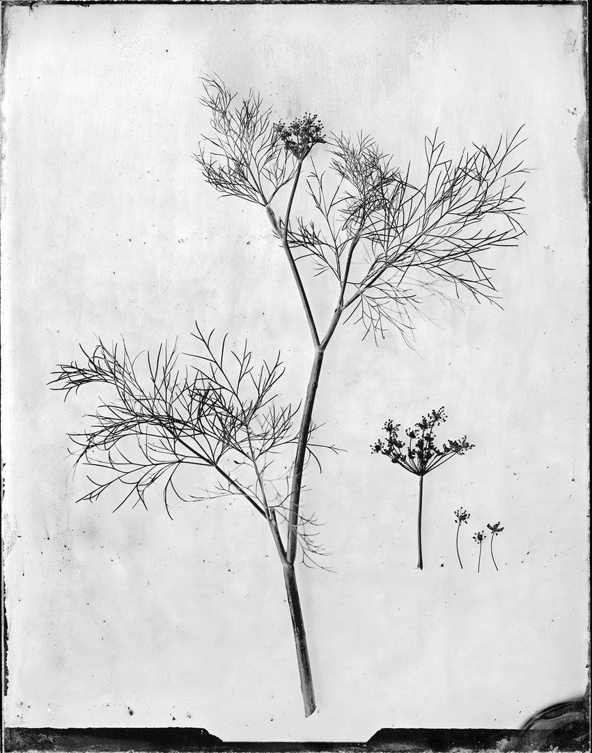 Anethum graveolens (krapas)